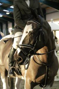 photo courtesey baileys horse feeds