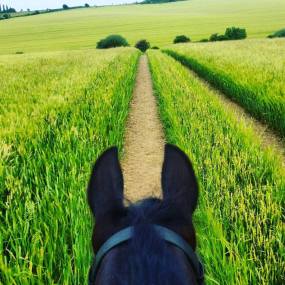 13467571_10153463475442142_1217610894_o