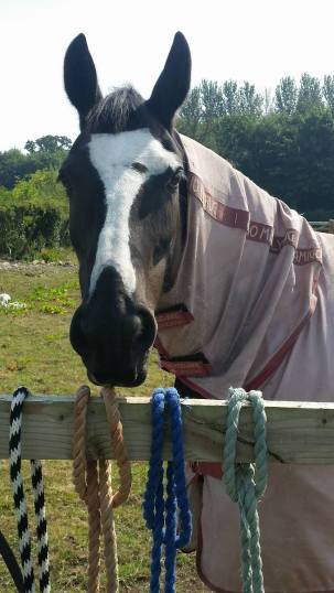 14163583_10153618815342142_233642905_o